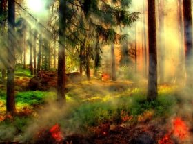 A morning misty forest view.