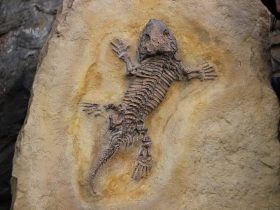 Image of a fossil embedded in a rock.